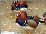 Mandarin Ducks (10/20)  -- 원앙