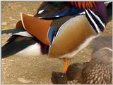 Mandarin Ducks (11/20)  -- 원앙