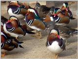 Mandarin Ducks (20/20) -- 원앙