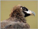 Cinereous Vulture Face (11/11 images) -- 독수리