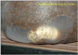 Giant stagbeetle larva