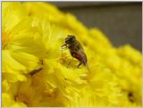 Hoverfly 6