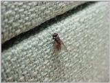 House Fly (1/2)