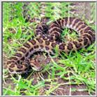 Korean Magpie Viperine Snake (Agkistrodon saxatilis)