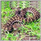 Korean Magpie Viperine Snake (Agkistrodon saxatilis)