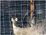 Water Deer from Korea (1/7)