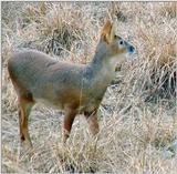 Water Deer from Korea (2/7)