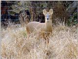 Water Deer from Korea (3/7)