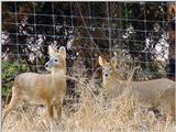 Water Deer from Korea (4/7)