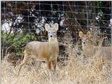 Water Deer from Korea (5/7)