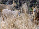 Water Deer from Korea (6/7)