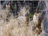 Water Deer from Korea (7/7)