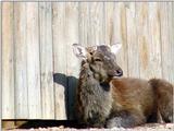 Manchurian Sika (Cervus nippon mantchuricus)