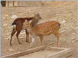 Manchurian Sika (Cervus nippon mantchuricus)