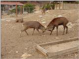 Manchurian Sika (Cervus nippon mantchuricus)