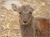 Manchurian Sika (Cervus nippon mantchuricus)