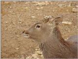 Manchurian Sika (Cervus nippon mantchuricus)