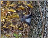 Eurasian Red Squirrel from Korea (1/4)