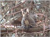 Eurasian Red Squirrel from Korea (2/4)