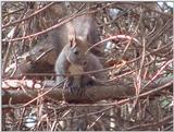 Eurasian Red Squirrel from Korea (4/4)