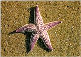 Korean Seastar J01-Northern Pacific Seastar-or-Amur Starfish