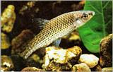 Korean Topmouth Gudgeon J01-freshwater fish - Pseudorasbora parva (참붕어)