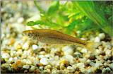 Korean Topmouth Gudgeon J02-freshwater fish