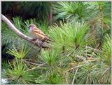 Tree Sparrow (1/1) - 참새