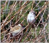 Tree Sparrow from Korea (1/2)