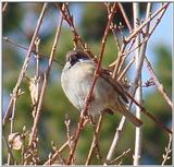 Tree Sparrow from Korea (2/2)