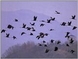 Korean Bird - Hooded Cranes In Flight