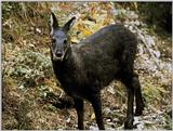 Korean Mammal: 사향노루 - Siberian Musk Deer (Moschus moschiferus)