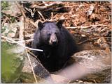Korean Mammal - Manchurian Black Bear