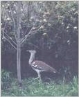 Kori Bustard