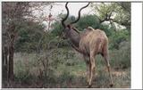 kudu