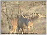 Kudu in Samburu