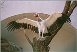 Another Wilhelma Zoo beauty - King Vulture cooling off