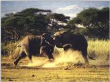 Two young eliphants in a playfull fight  - Kwl08.jpg