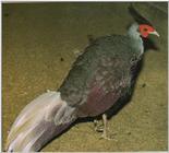 Linneated Kalij Pheasant