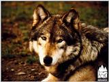 Wolf!