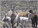 llama en el norte de Chile