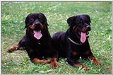 Some Rottweiler pics