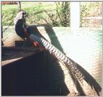 Lady Amherst Pheasant - Lady Amherst's pheasant (Chrysolophus amherstiae)