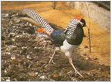 Pheasants: Lady Amherst -- Lady Amherst's pheasant (Chrysolophus amherstiae)