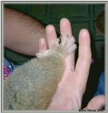 Lala foot
