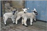 Lammetjes