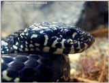 Eastern kingsnake