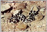 California Kingsnake