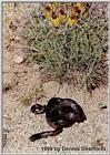 Desert Kingsnake