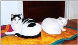 uneasy truce